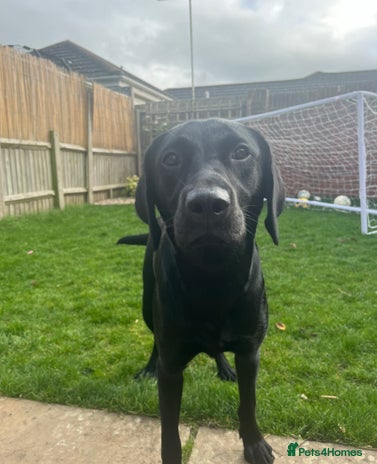 Labrador Retriever dogs - Advert 1