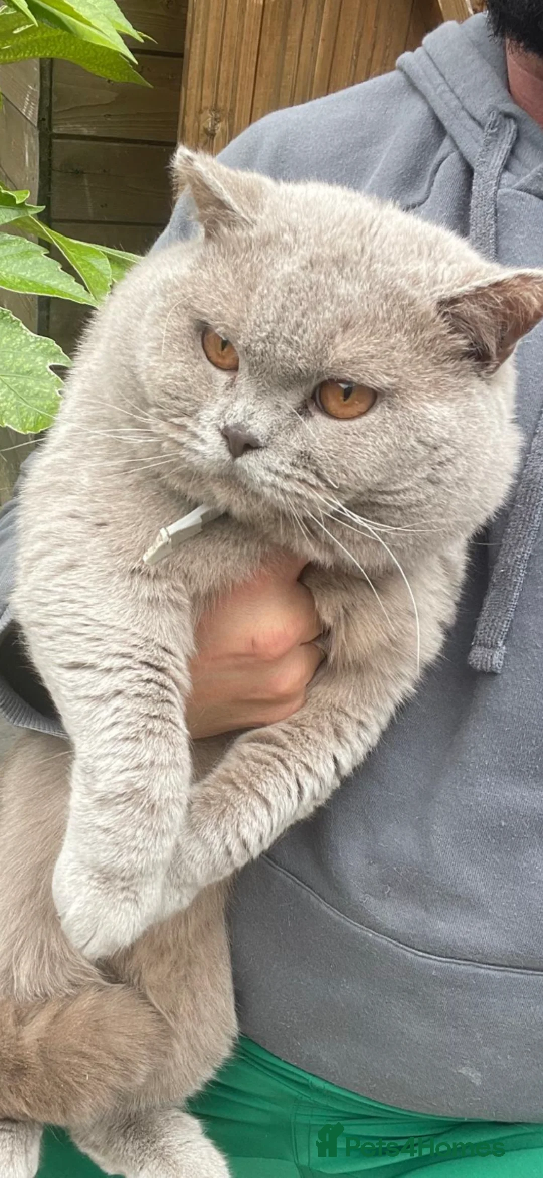 British Shorthair cats for sale: Re home Paddy British short hair  - Advert 2