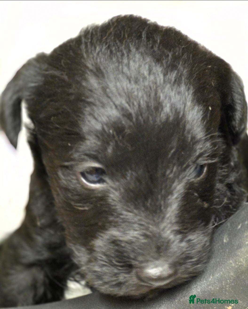 Schnoodle dogs Schnoodle puppies - Advert 2