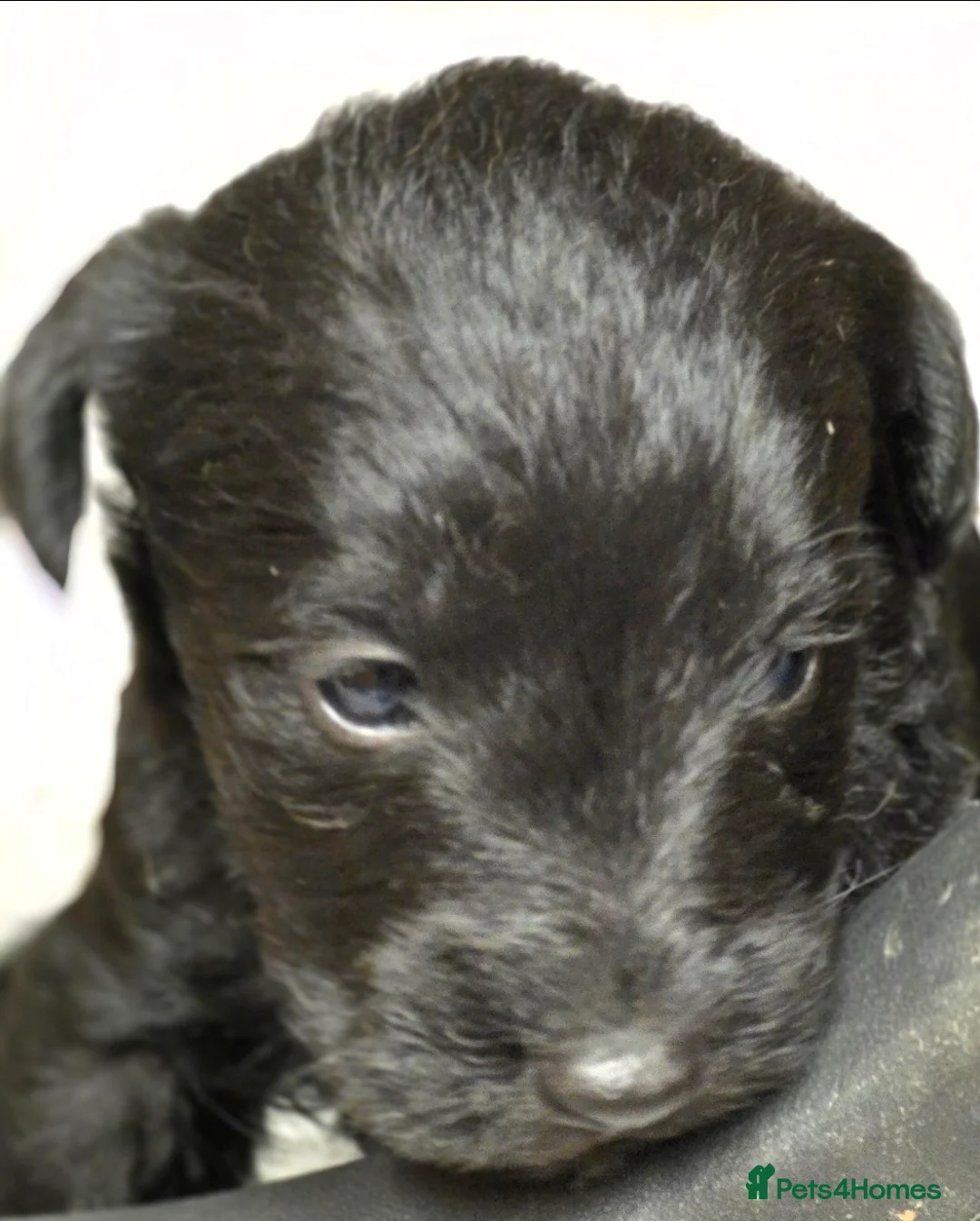 Schnoodle dogs for sale: Schnoodle puppies - Advert 2