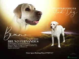 Labrador Retriever dogs KC REGISTERED 5 GENERATIONS LABRADOR ❤️❤️❤️ in Wakefield - Advert 16