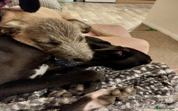 Mixed Breed dogs for sale: 6 month mixed male for urgent rehome - Image 3