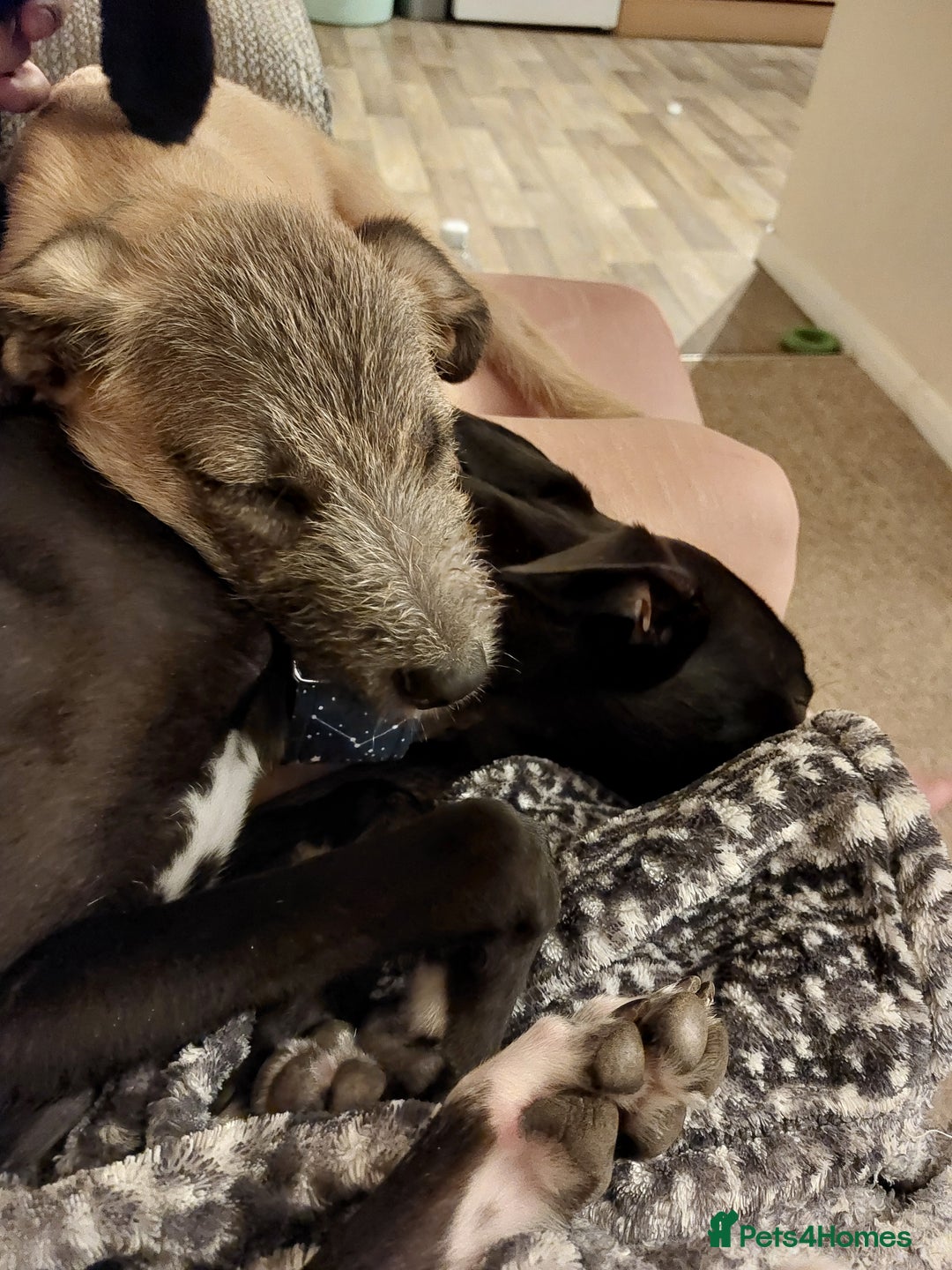 Mixed Breed dogs for sale: 6 month mixed male for urgent rehome - Image 3