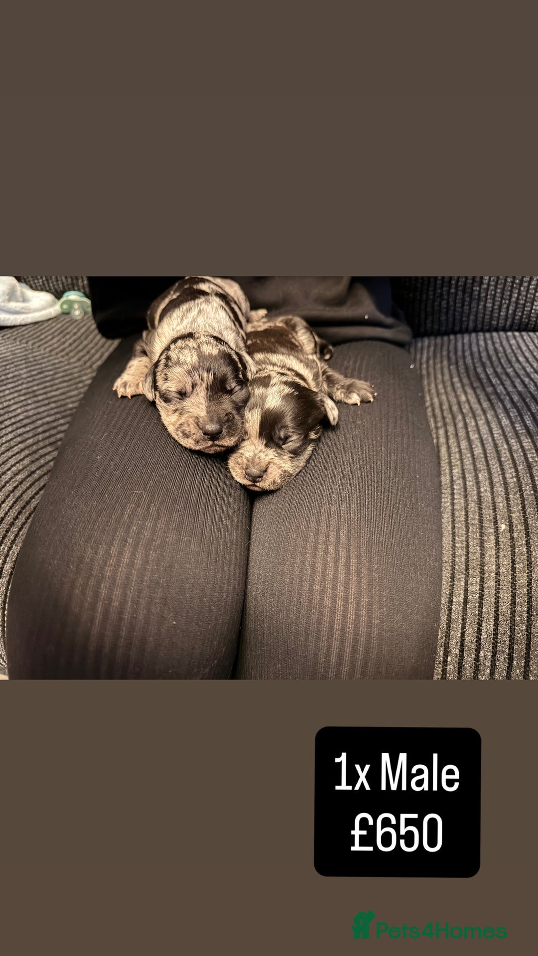 Mixed Breed dogs for sale: Beautiful Frenchie x Labrador puppies  - Advert 7