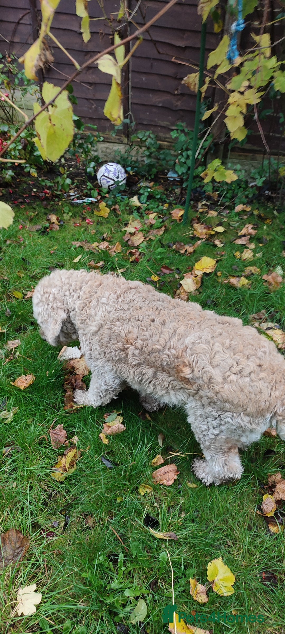Goldendoodle dogs for sale: Golden doodle 5 year old female  - Image 7