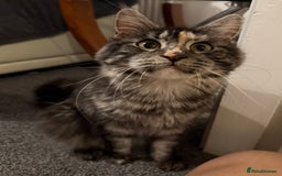 Maine Coon cats for sale: MainCoon For Sale - Image 5