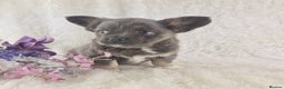 Chihuahua dogs for sale:  Chihuahua X French Bulldog Puppies  - Advert 4