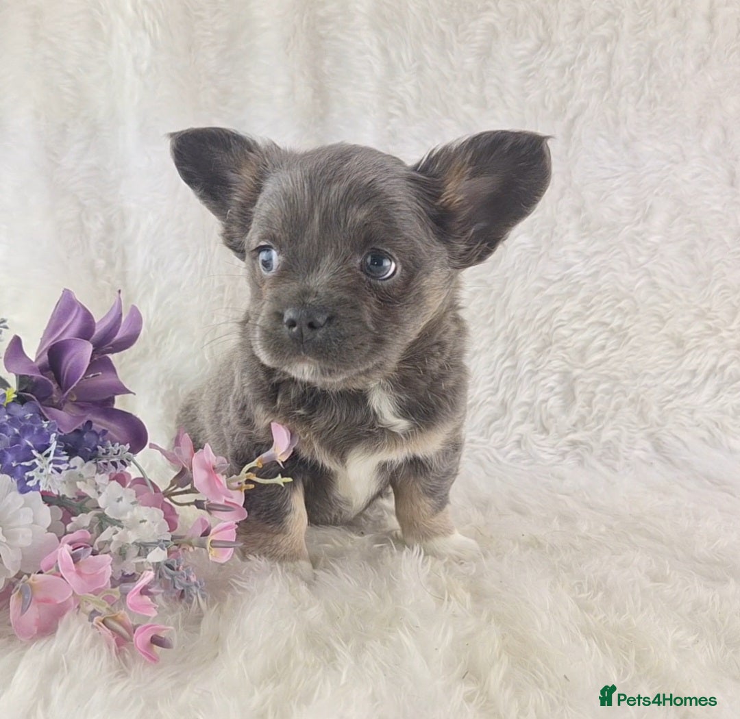 Chihuahua dogs for sale:  Chihuahua X French Bulldog Puppies  - Advert 4