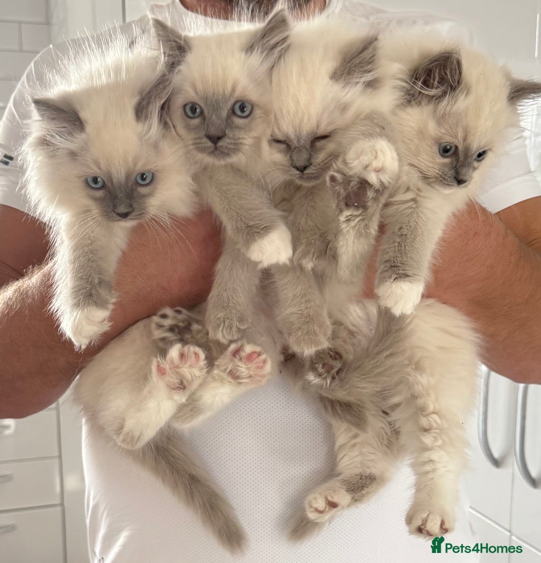 Ragdoll cats for sale: Beautiful ragdoll kittens  - Image 20