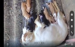 Cocker Spaniel dogs for sale: kc cocker spaniels registered pups - Image 5