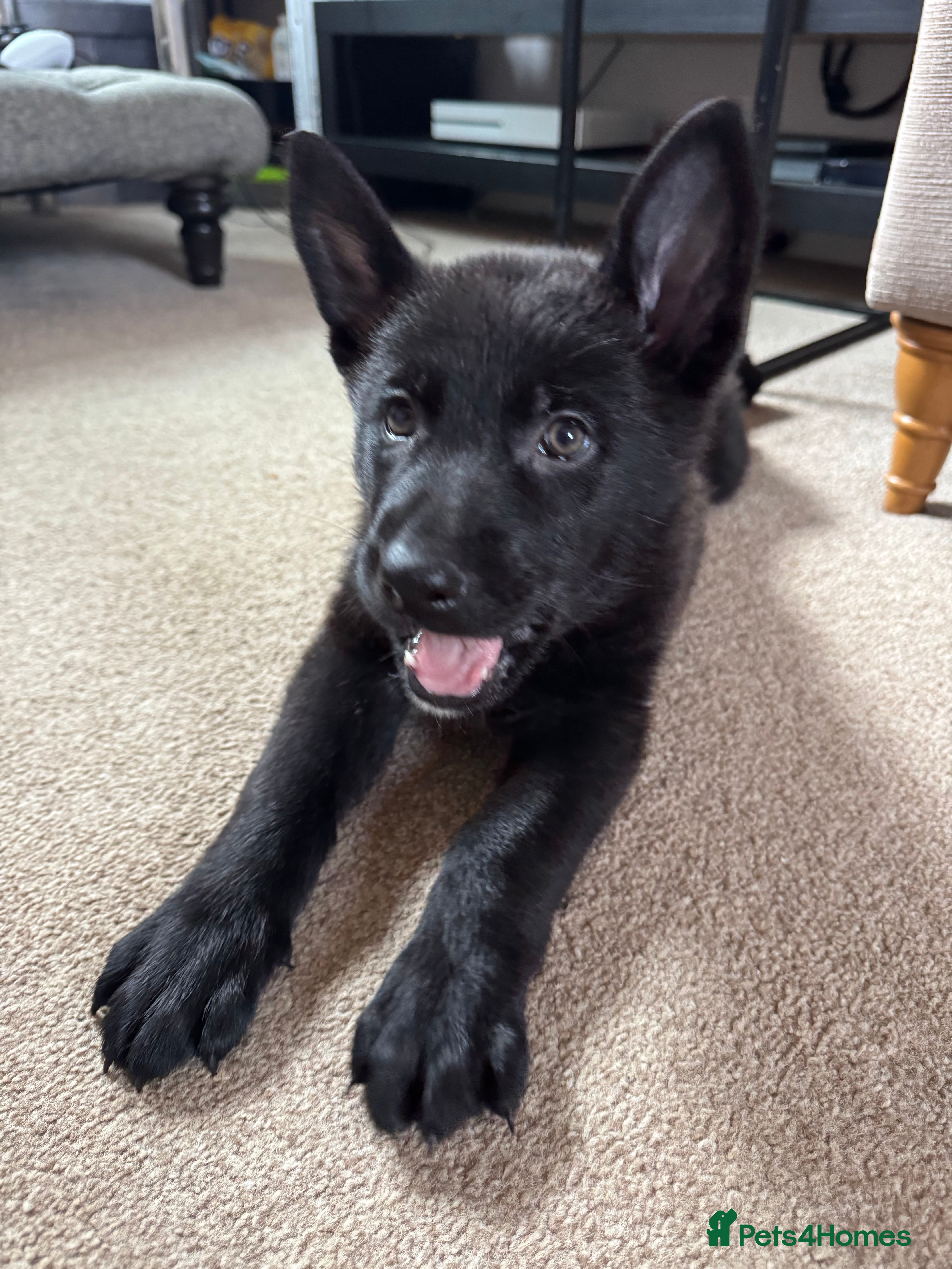 German Shepherd dogs German shepherd puppies - Advert 17