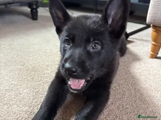 German Shepherd dogs German shepherd puppies - Advert 17