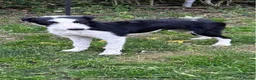 Mixed Breed dogs for sale: MALE lurcher  - Advert 3