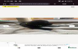 Mixed Breed dogs for sale: Male rottweiler cross golden retriever  - Image 4