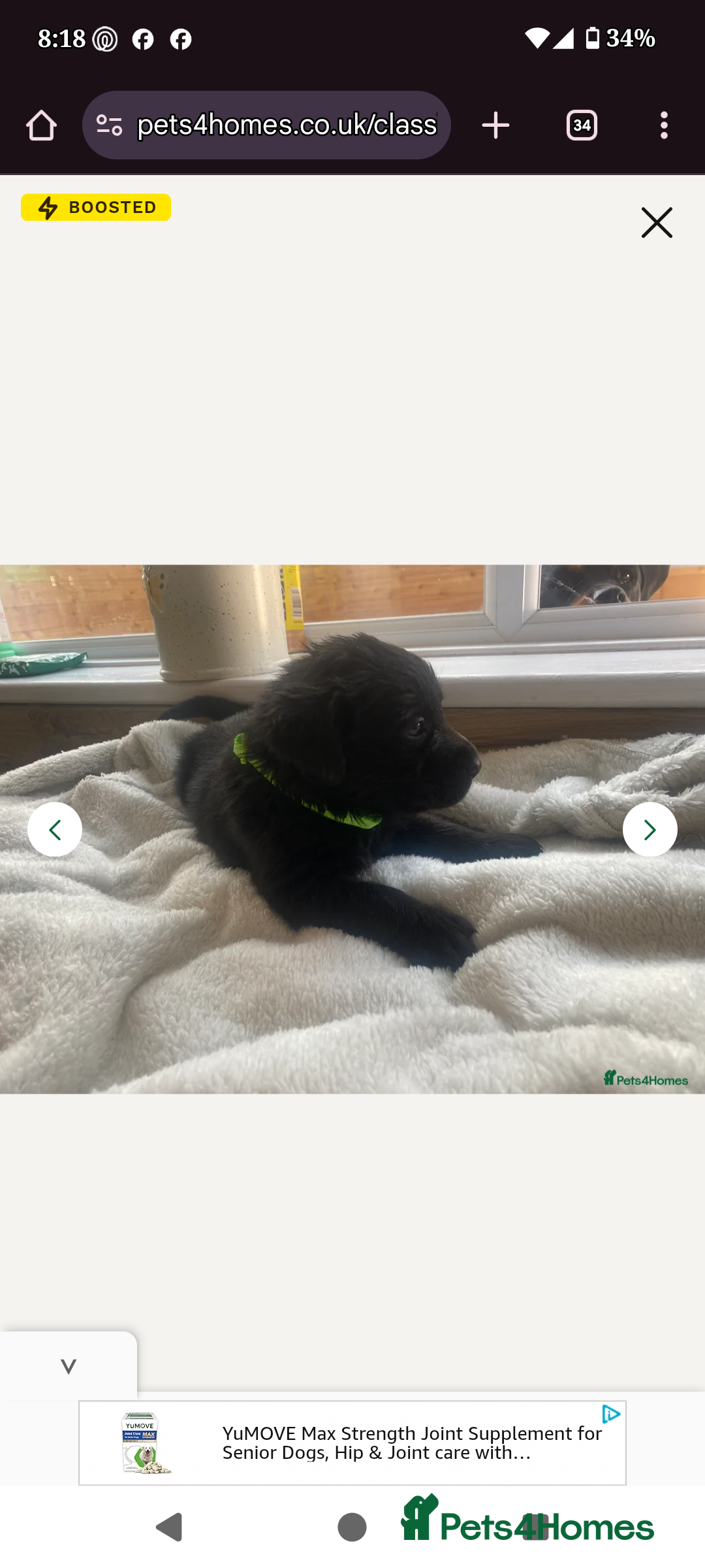 Mixed Breed dogs for sale: Male rottweiler cross golden retriever  - Image 4