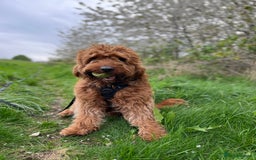 Australian Labradoodle dogs for stud: Australian Labradoodle Stud – Excellent Bloodlines - Image 7