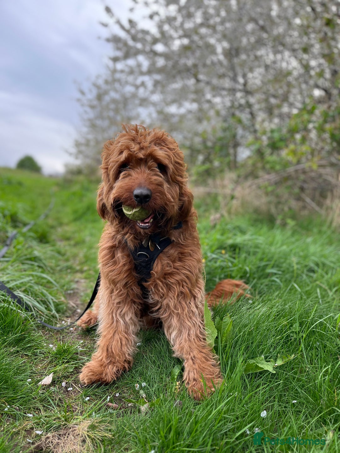 Australian Labradoodle dogs for stud: Australian Labradoodle Stud – Excellent Bloodlines - Image 7