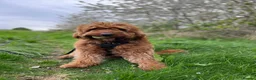 Australian Labradoodle dogs for stud: Australian Labradoodle - Fully Tested, Top Lines - Advert 11