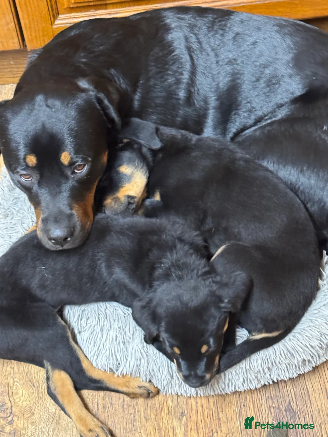 Rottweiler dogs for sale: 2 fluffy cuddly Rottweiler puppies available  - Advert 5