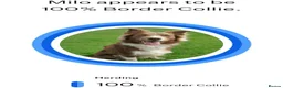 Border Collie dogs for stud: STUD DOGS PROVEN Red / Chocolate & Black and White in Bingley - Advert 11