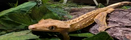 Gecko reptiles for sale: Crested geckos for sale  - Advert 12