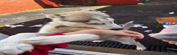 Siberian Husky dogs for sale: Siberian Husky for rehoming in Ashton-under-Lyne - Advert 2