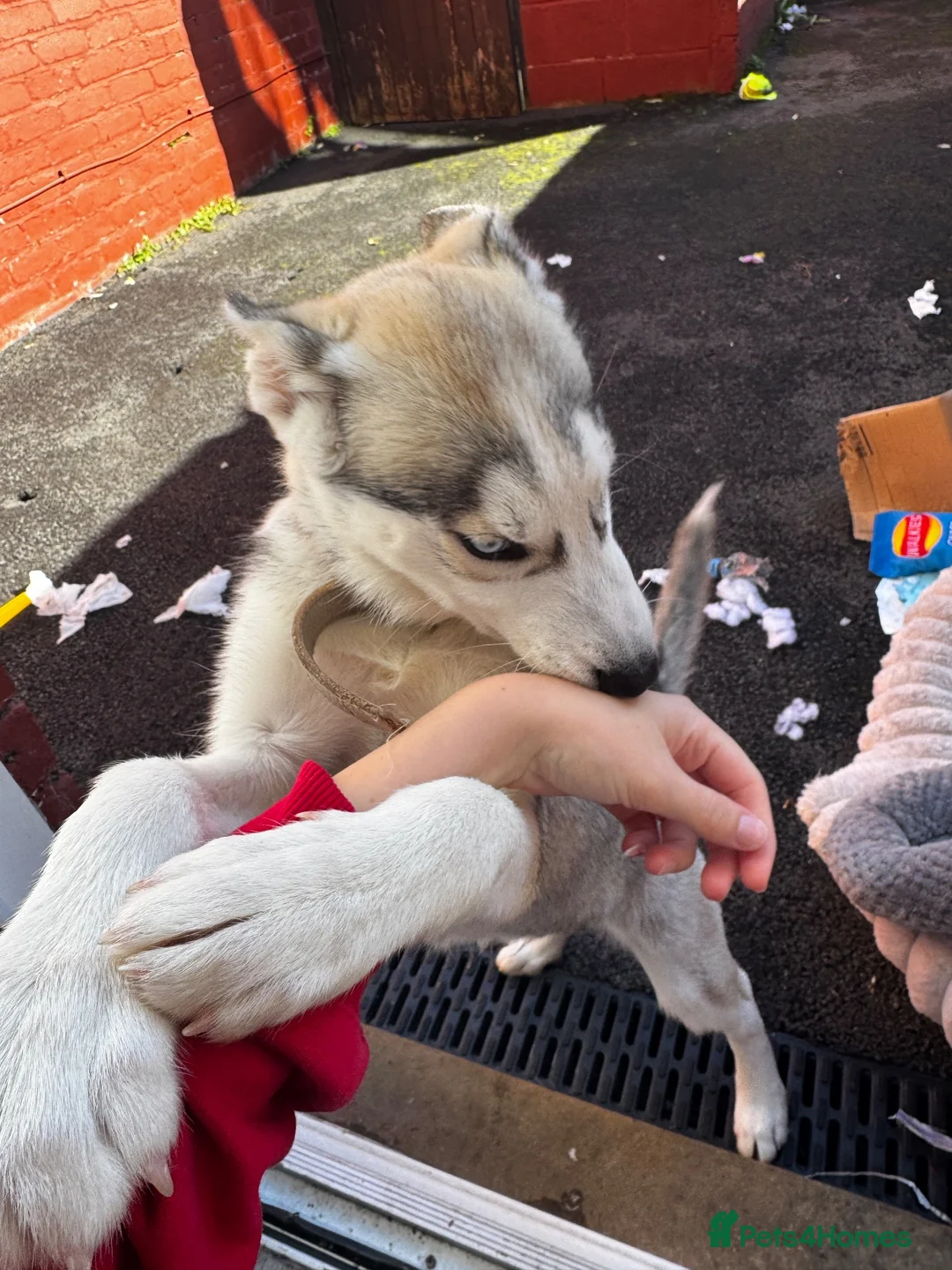Siberian Husky dogs for sale: Siberian Husky for rehoming in Ashton-under-Lyne - Advert 2