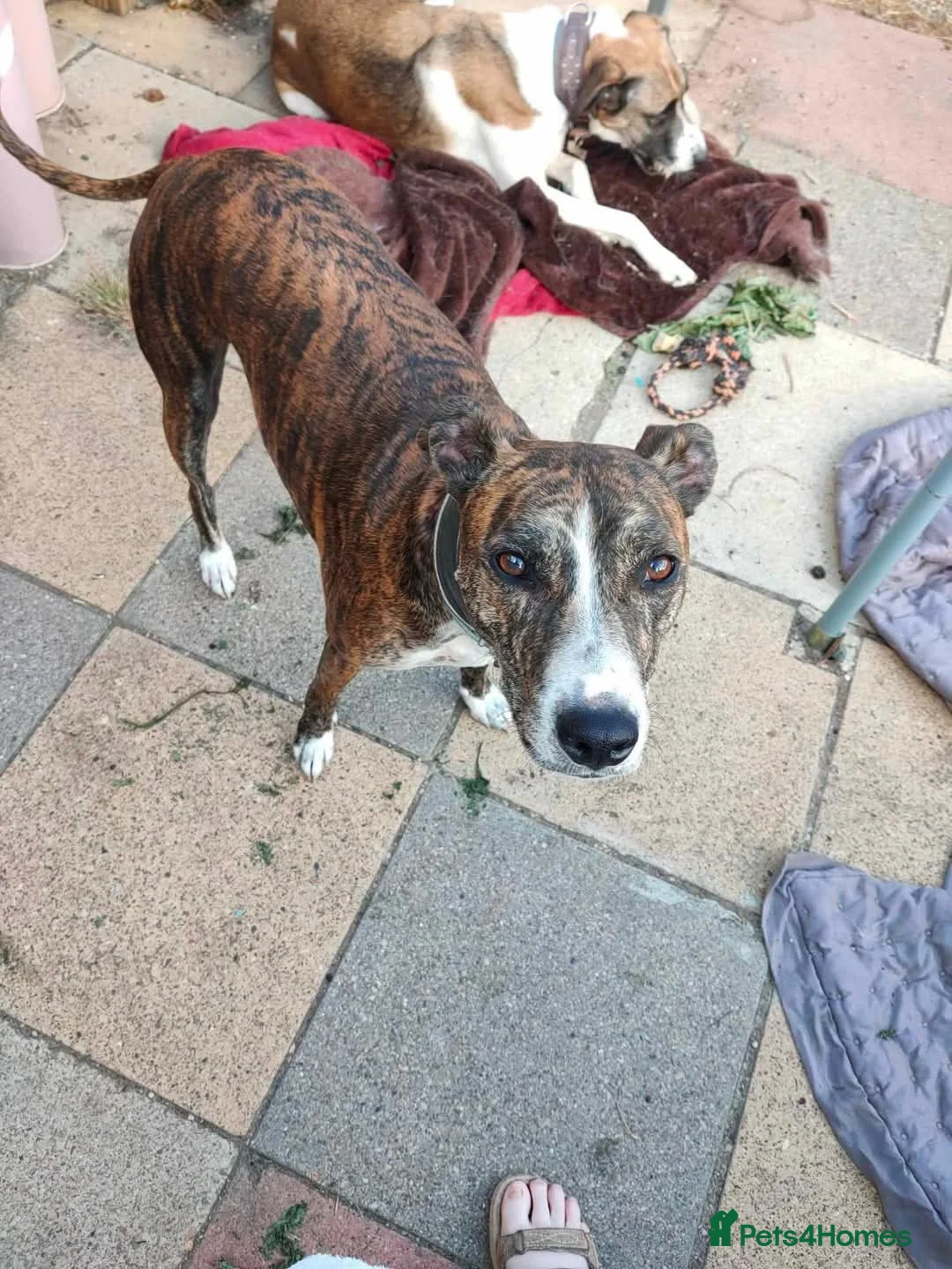 Mixed Breed dogs for adoption: Meet Oscar, currently residing in Oxfordshire  in Abingdon - Advert 3