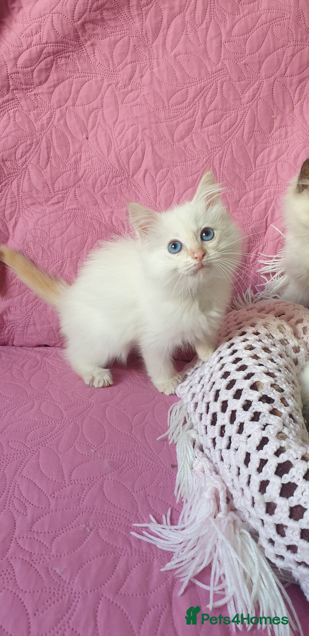 Ragdoll cats for sale: 💗Beautiful GCCF Registered Ragdoll Kittens. - Image 23