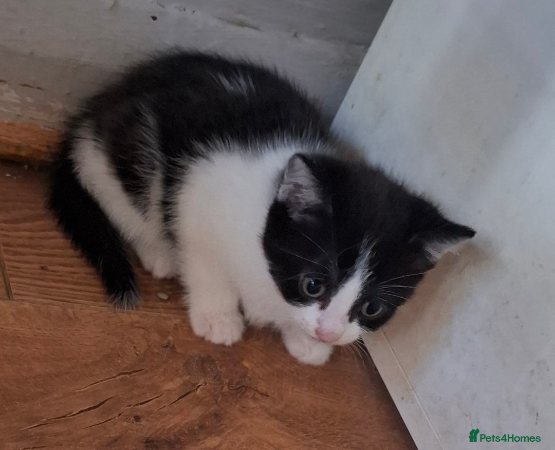 Mixed Breed cats for sale: 1 kitten left. READY NOW - Image 22