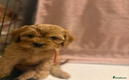 Cavapoo dogs for sale: Adorable red cavapoo pups - Advert 13