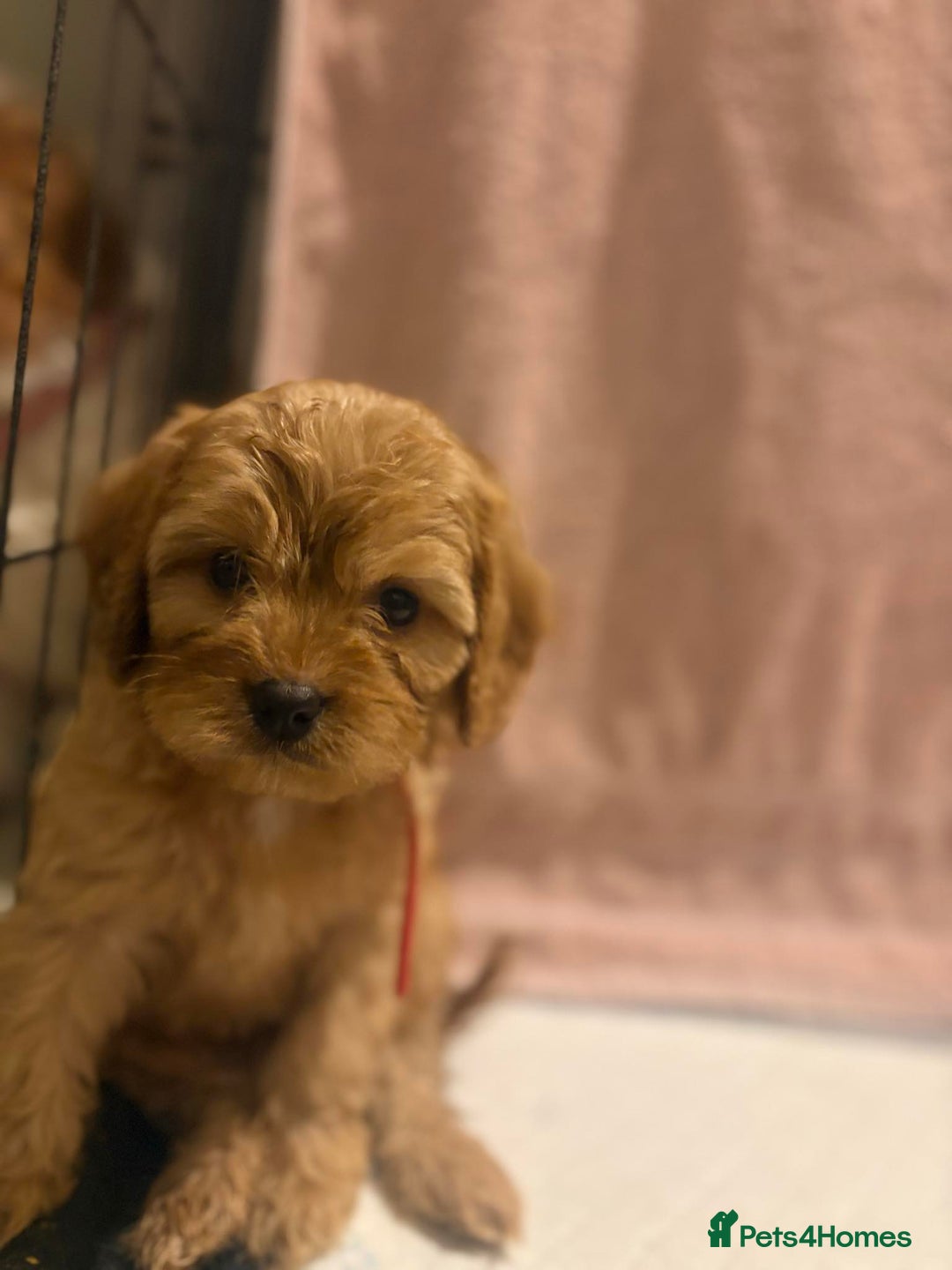 Cavapoo dogs for sale: Adorable red cavapoo pups - Advert 13