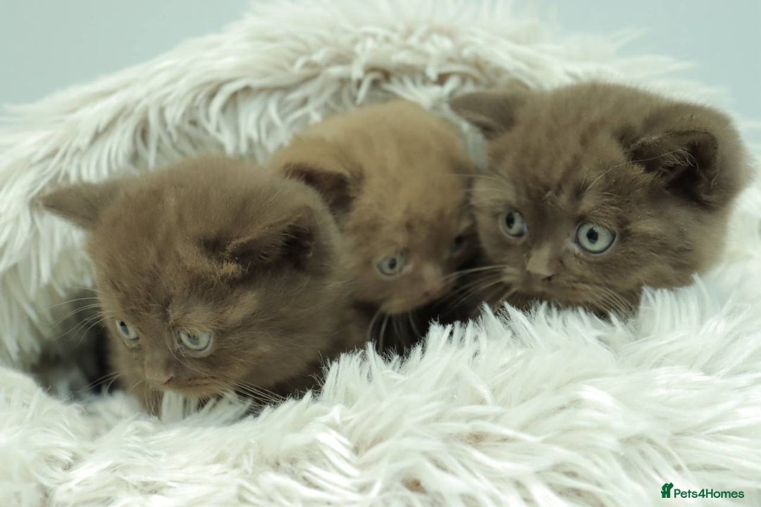 British Shorthair cats for sale: Stunning BHS Champions blood lines kittens  - Advert 12