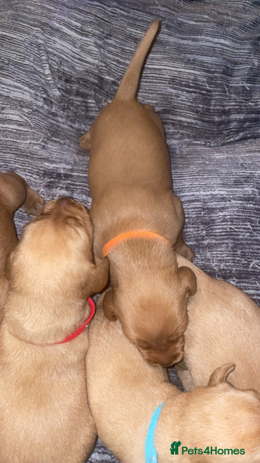 Labradoodle dogs for sale: F1b labradoodle puppies - Advert 10