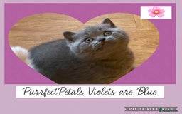 British Shorthair cats for sale: 🏆Champion GCCF British Shorthair kittens 🏆 - Image 10