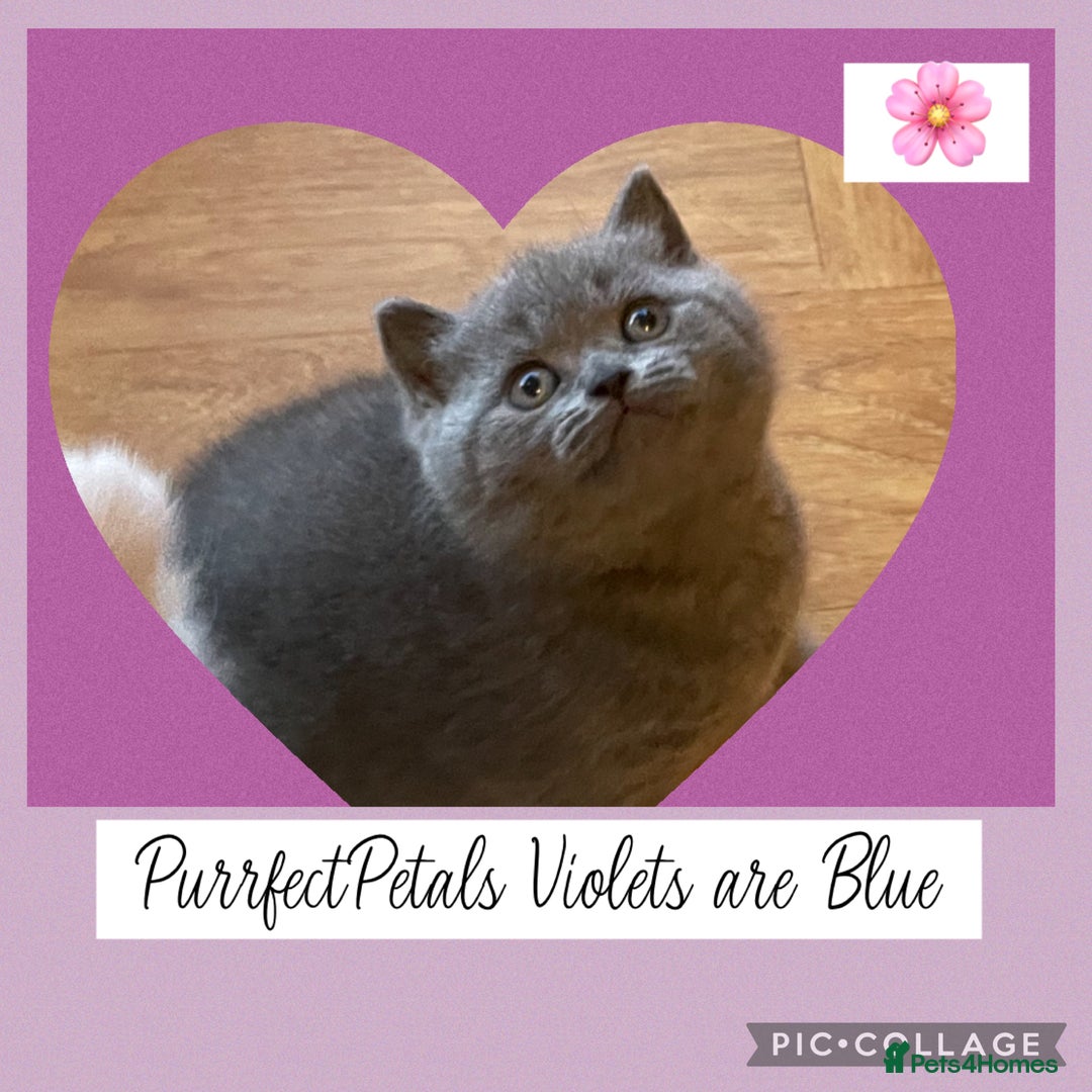 British Shorthair cats for sale: 🏆Champion GCCF British Shorthair kittens 🏆 - Image 10
