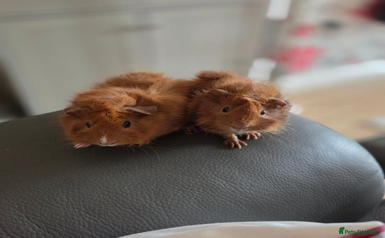 Guinea Pig rodents - Advert 2