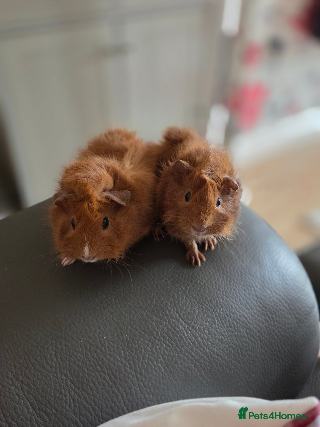 Guinea Pig rodents for sale: Baby female guinea pigs - Image 1