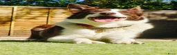 Border Collie dogs for sale: Stunning red and white girl - Advert 3