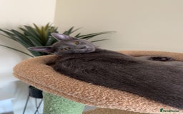 Mixed Breed cats for sale: Russian blue mix for rehome - Image 8