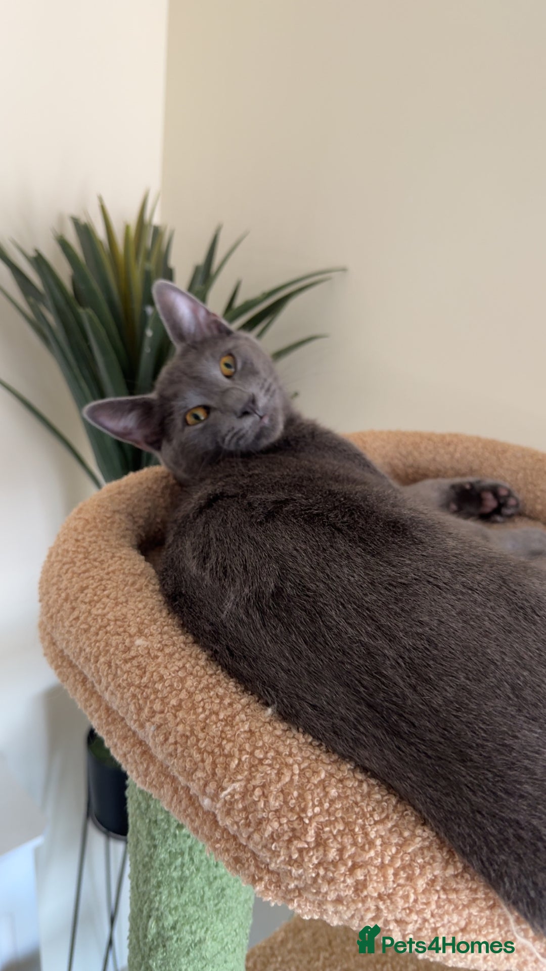 Mixed Breed cats for sale: Russian blue mix for rehome - Image 8