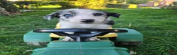 Border Collie dogs for sale: 8 Absolutely stunning Puppies Looking for new home in Montgomery - Advert 8