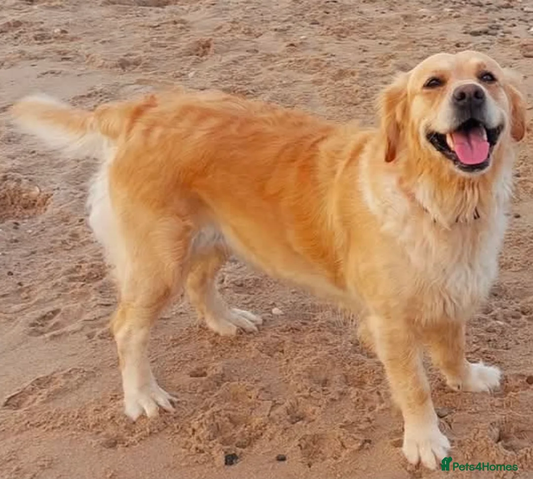 Golden Retriever dogs for sale: Golden retriever puppies in Ashton-under-Lyne - Advert 5