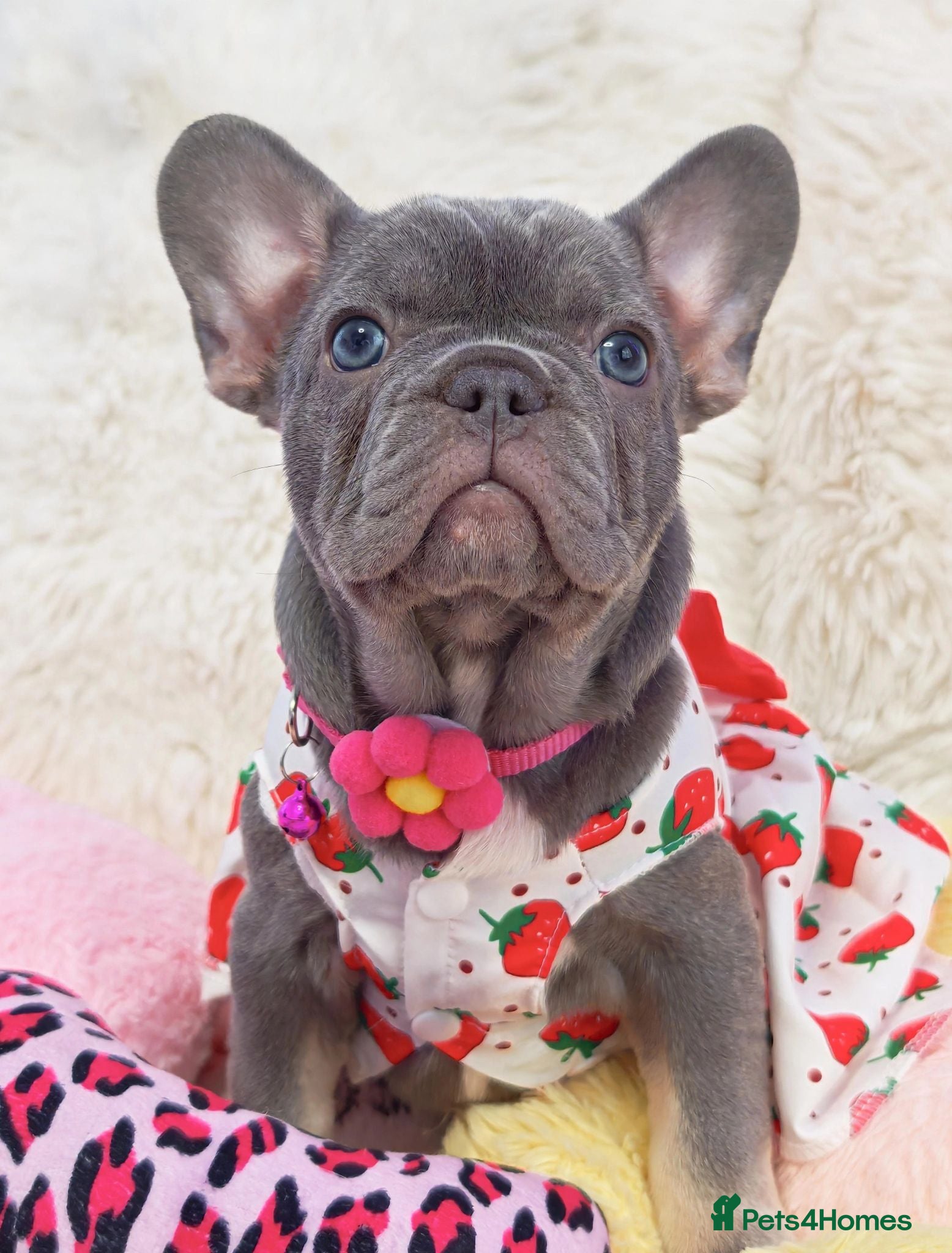 French Bulldog dogs Beautiful french bulldog  - Advert 19