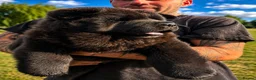 Chow Chow dogs for sale: Black smooth chow chow girl  - Advert 7