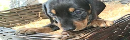Miniature Dachshund dogs for sale: KC REG. PRA CLEAR - Advert 2