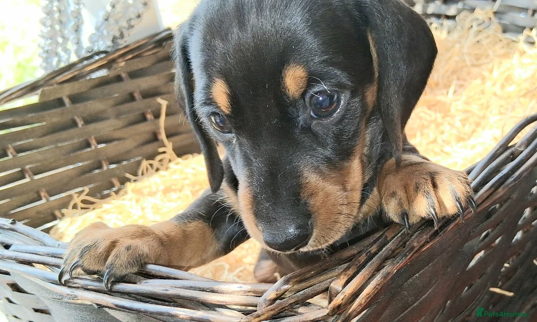 Miniature Dachshund dogs for sale: KC REG. PRA CLEAR - Advert 2