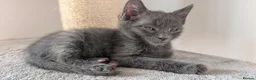 Maine Coon cats for sale: Beautiful Maine Coon/Bengal kittens - Advert 17
