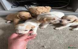 Bocker dogs for sale: Beautiful bocker/beagle puppies - Image 4