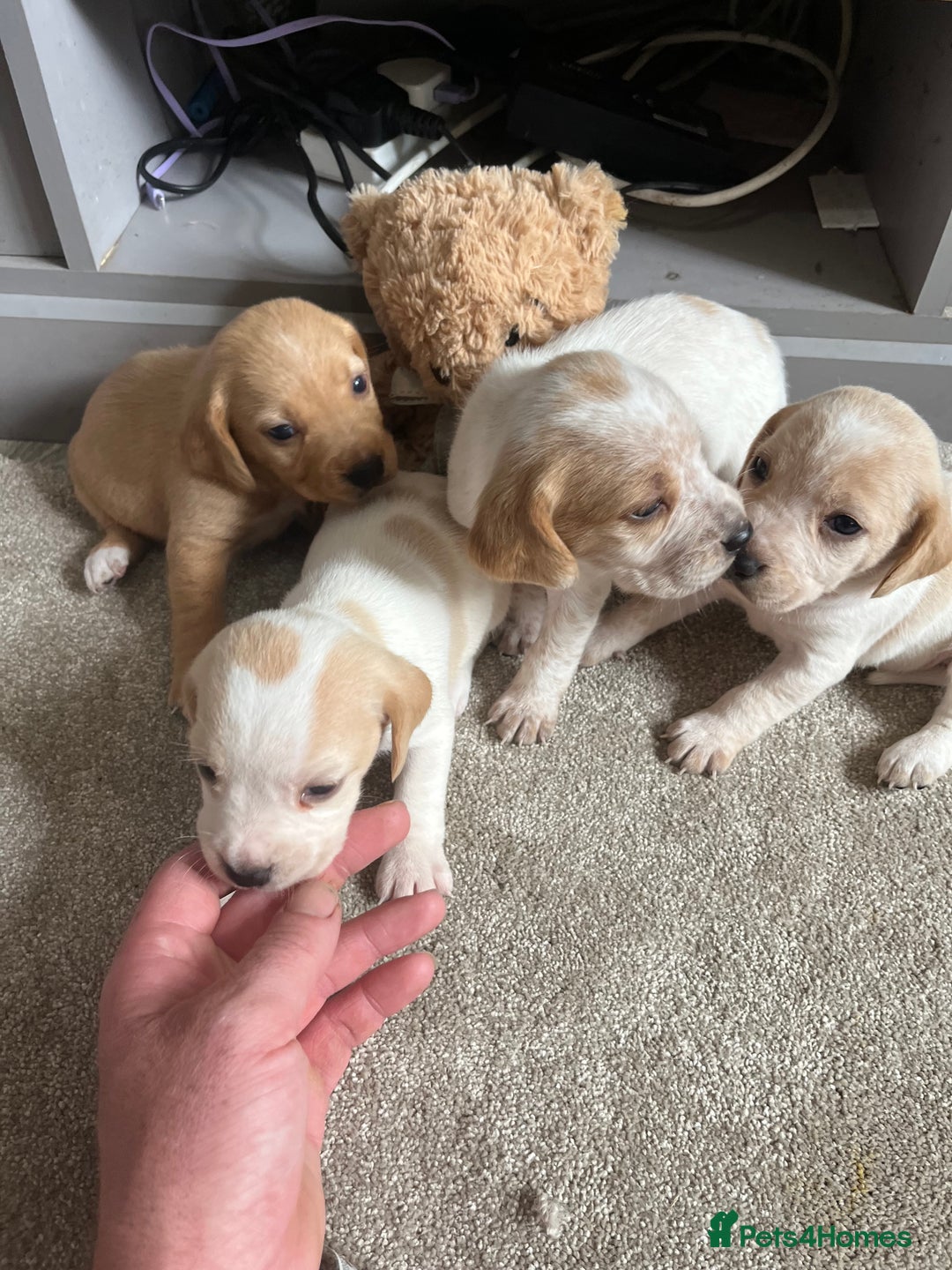 Bocker dogs for sale: Beautiful bocker/beagle puppies - Image 4